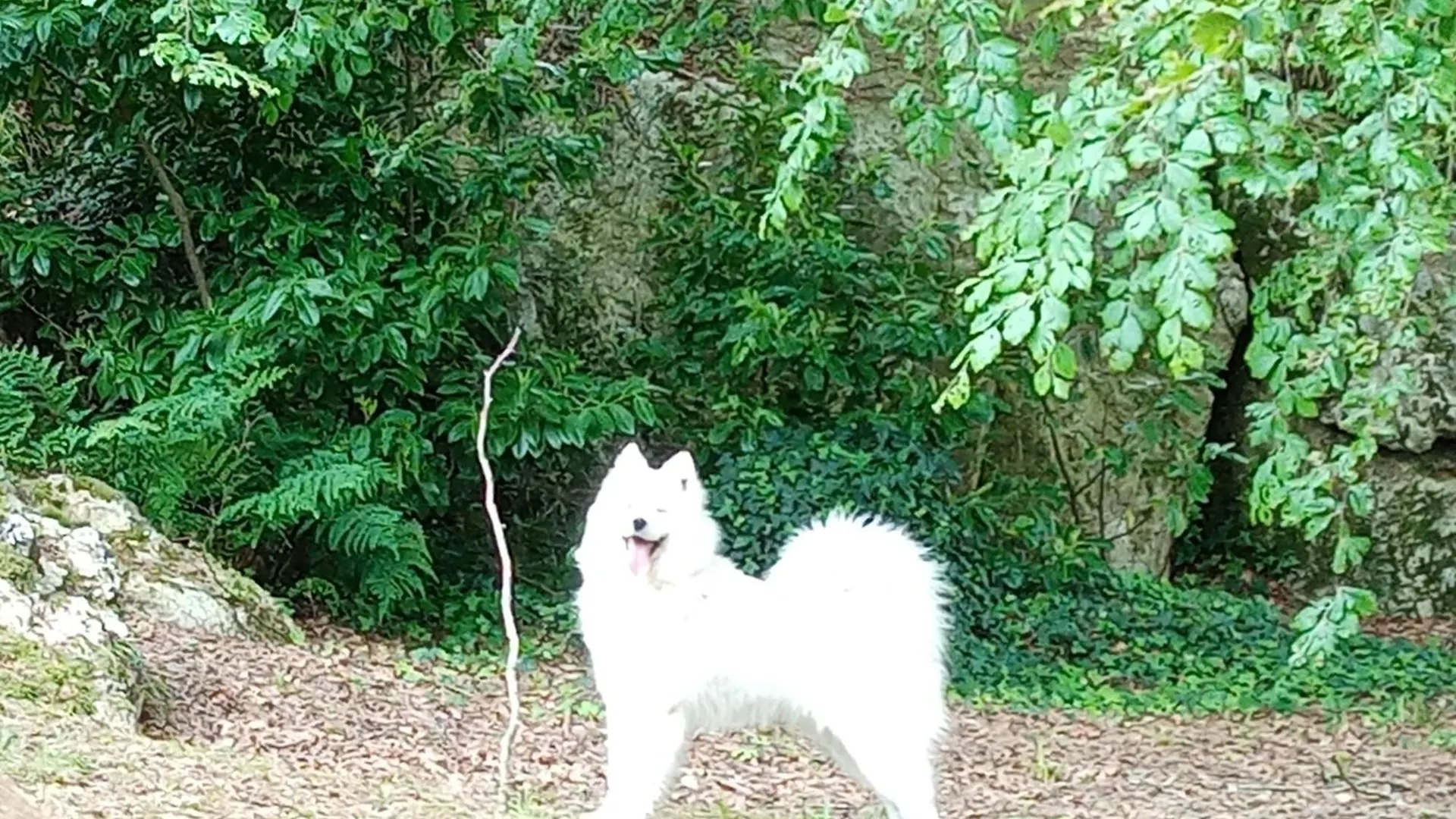 Gasthuis Le Rocher Du Samoyede Dirinon